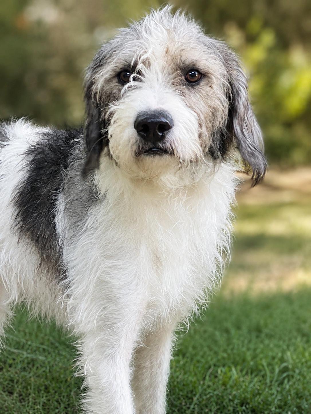 Corky, an adopted mixed breed in Windham, ME image 4/4