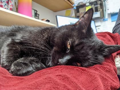 Checkers, a Adoptable Domestic Short Hair in Skowhegan, ME image 1/2