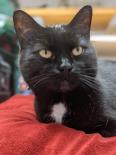 Checkers, Senior Female Domestic Short Hair