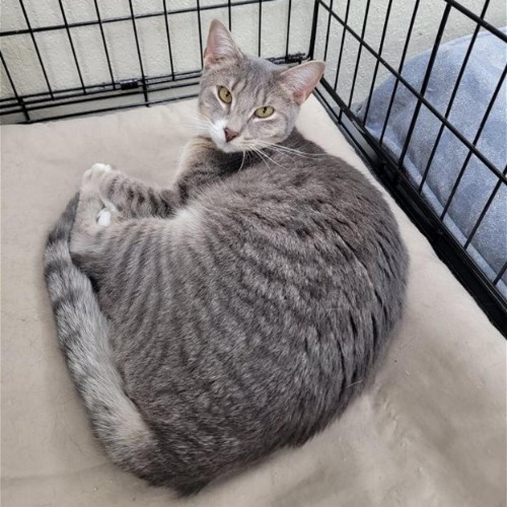 Alvin — thumbnail 2