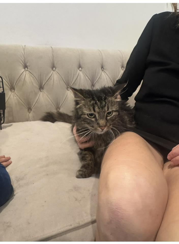 Enlarge Shiloh, an adopted Maine Coon in Beverly Hills, CA image 2/2