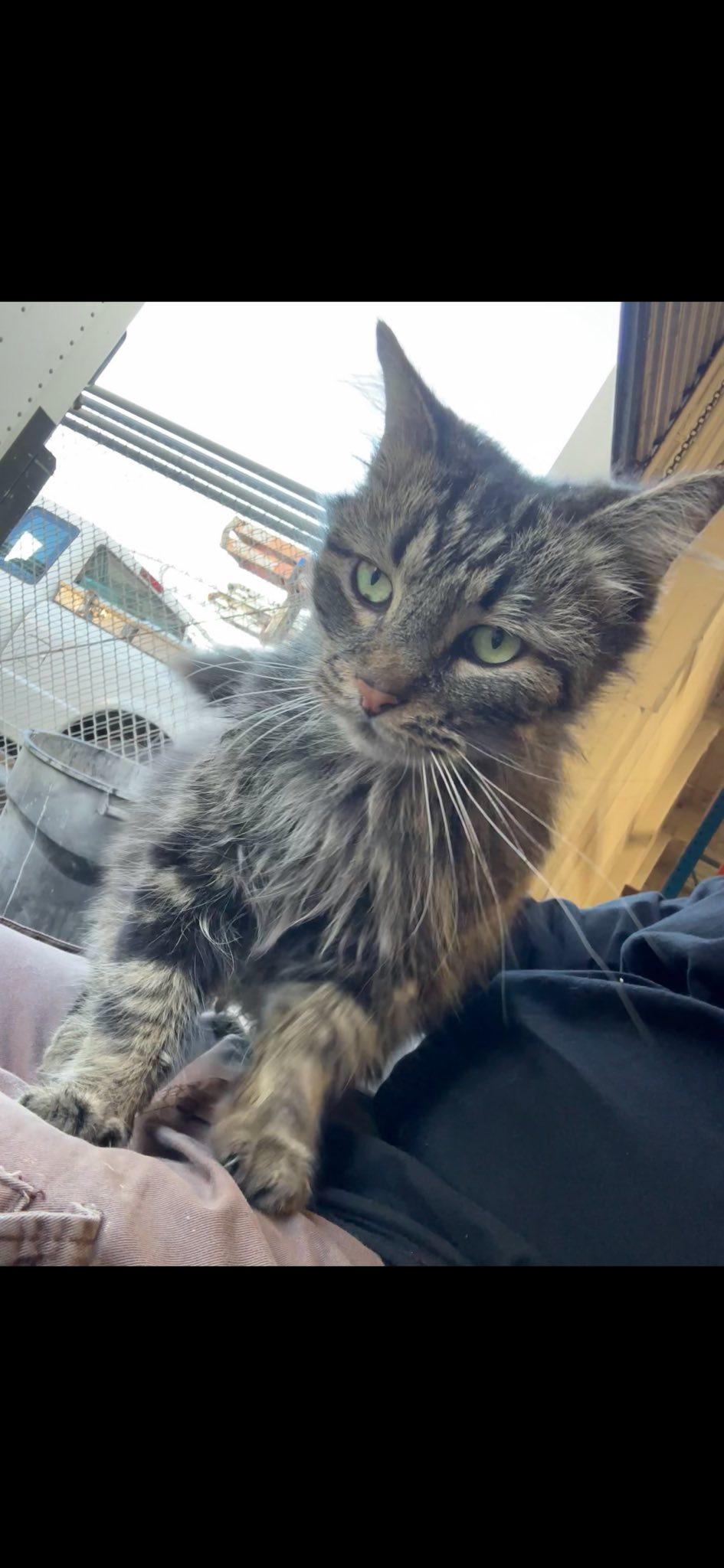 Shiloh, adopted, Adult Male Maine Coon.