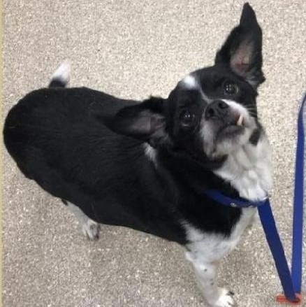 Ryder, adopted, Adult Male Chihuahua & Pug.