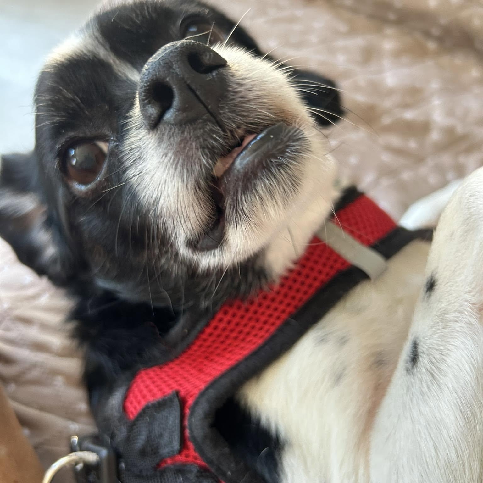 Ryder, an adopted mixed breed in Severn, MD image 2/2