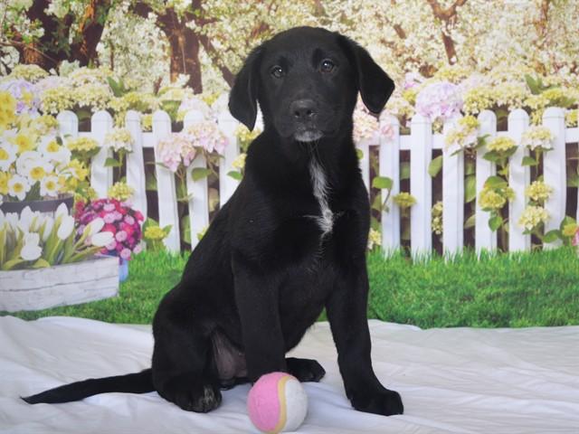 DAISY, Adoptable, Puppy Female Labrador Retriever & Australian Cattle Dog / Blue Heeler.