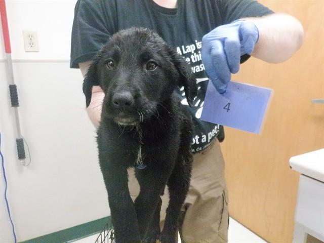 Enlarge DAISY, a Adoptable mixed breed in Oroville, CA image 1/1