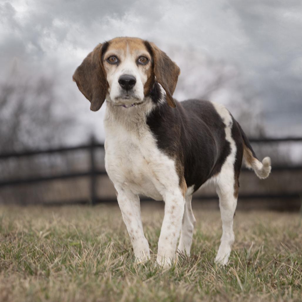 Pecan Pie, Adoptable, Senior Female Beagle.