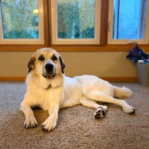 Bonnie, Adoptable, Adult Female Great Pyrenees & Mixed Breed.