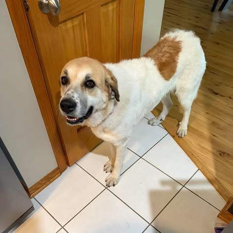 Enlarge Bonnie, a Adoptable mixed breed in Alma, WI image 3/6
