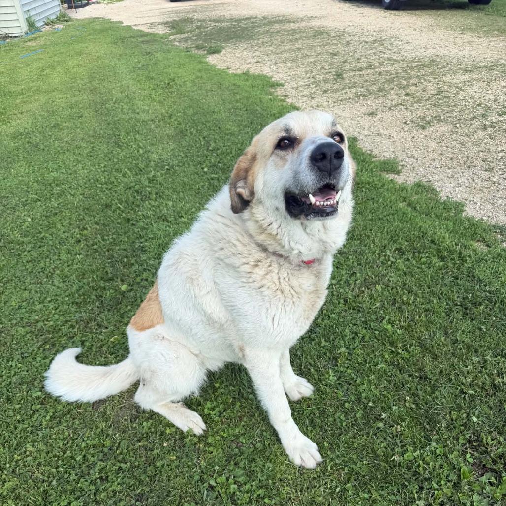 Enlarge Bonnie, a Adoptable mixed breed in Alma, WI image 4/6