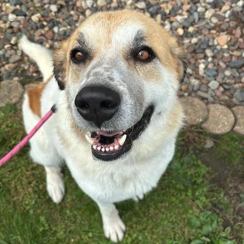 Enlarge Bonnie, a Adoptable mixed breed in Alma, WI image 5/6
