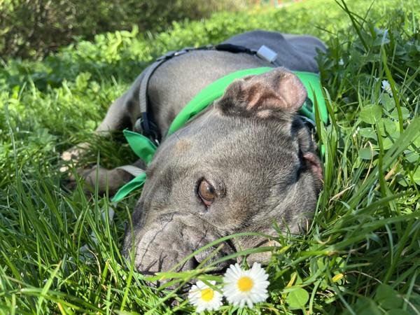 Enlarge Nala, a Adoptable mixed breed in Oakland, CA image 1/6