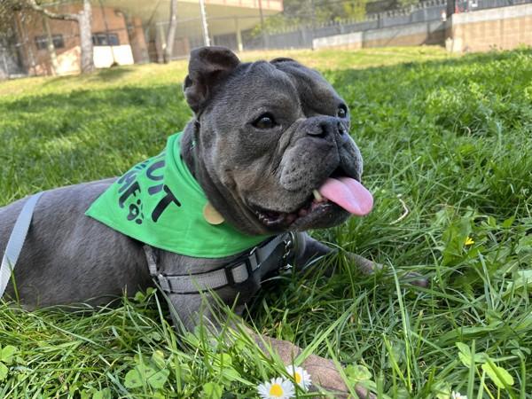 Enlarge Nala, a Adoptable mixed breed in Oakland, CA image 2/6