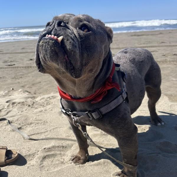 Enlarge Nala, a Adoptable mixed breed in Oakland, CA image 3/6