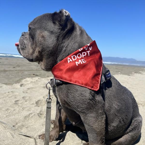 Enlarge Nala, a Adoptable mixed breed in Oakland, CA image 5/6