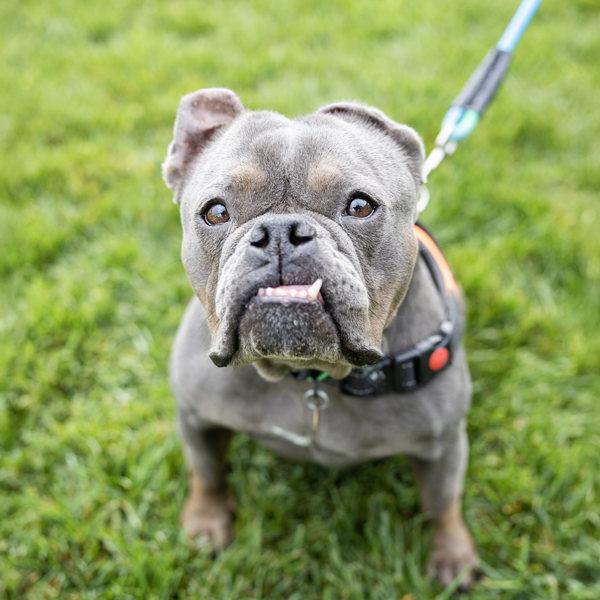 Enlarge Nala, a Adoptable mixed breed in Oakland, CA image 6/6