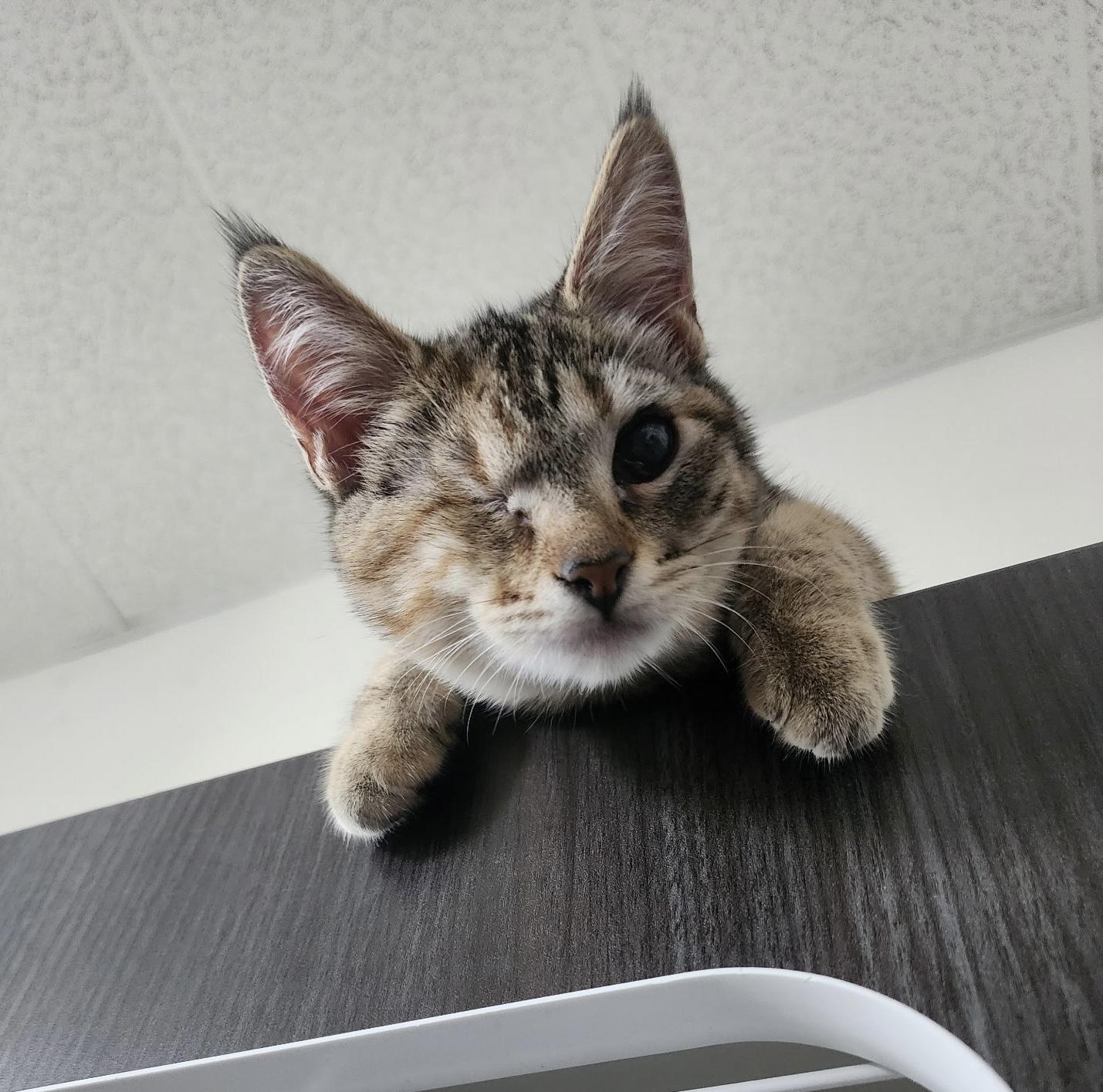 Enlarge Aria, an adoptable Domestic Short Hair in Los Angeles, CA image 2/6