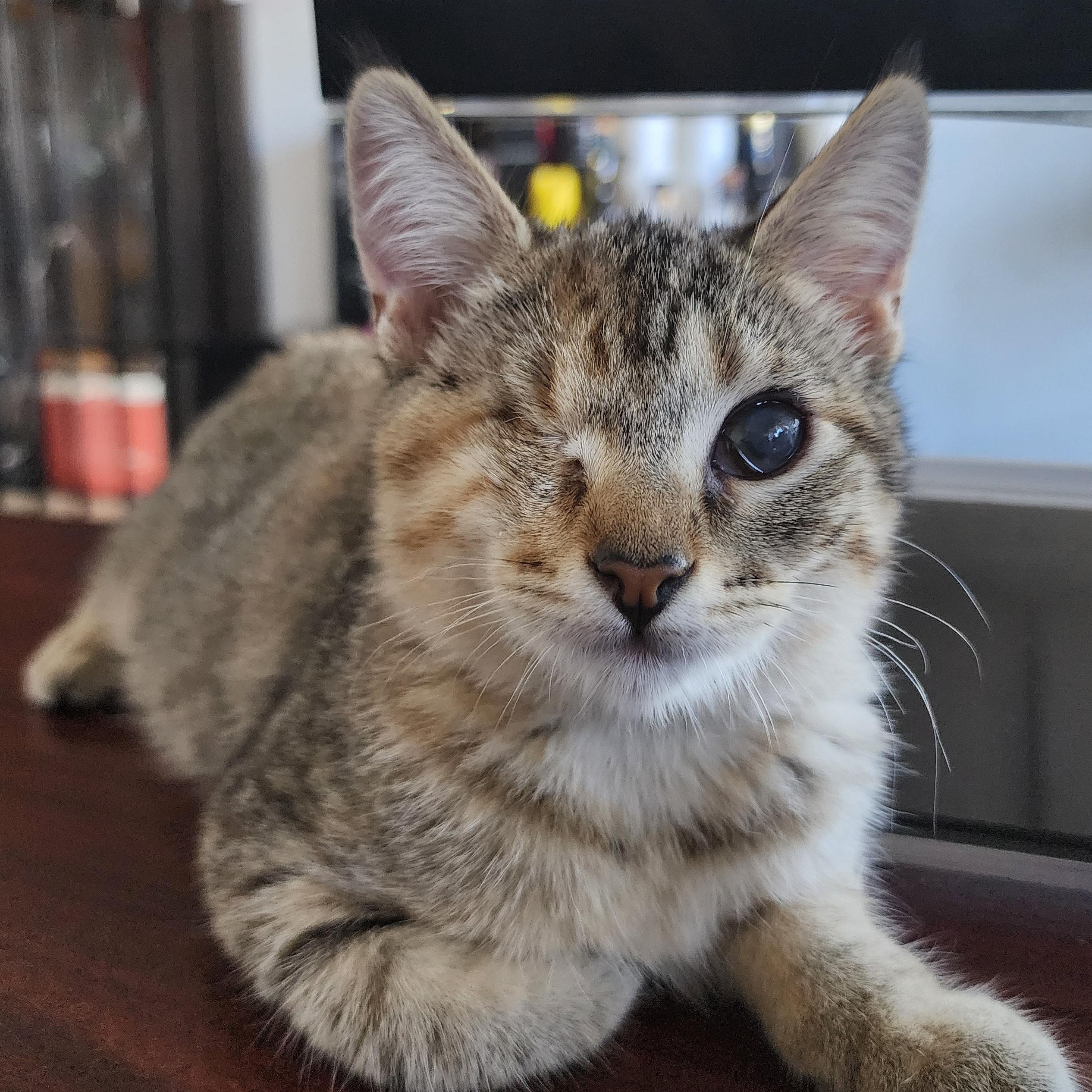 Aria, adoptable, Kitten Female Domestic Short Hair.
