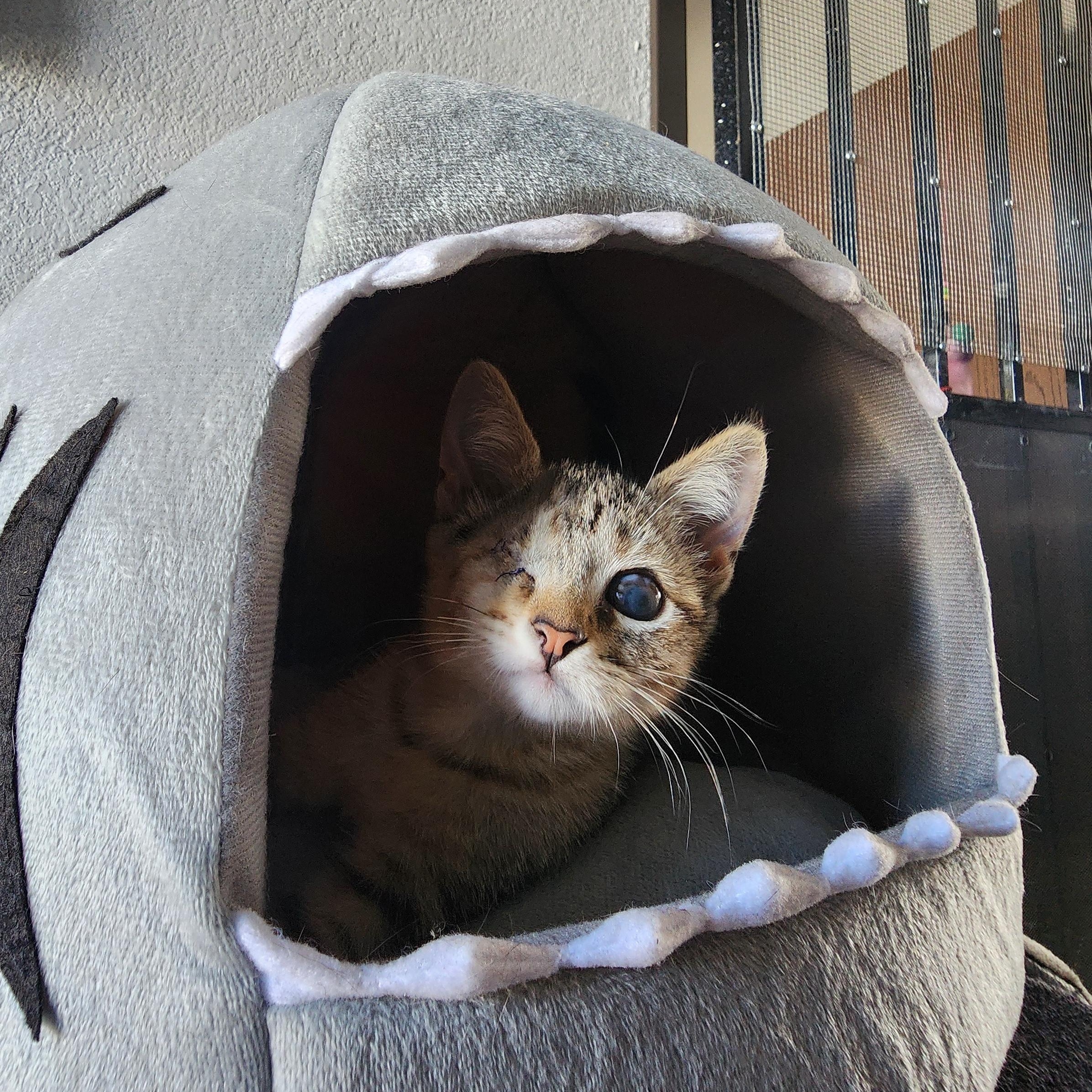 Enlarge Aria, an adoptable Domestic Short Hair in Los Angeles, CA image 3/6