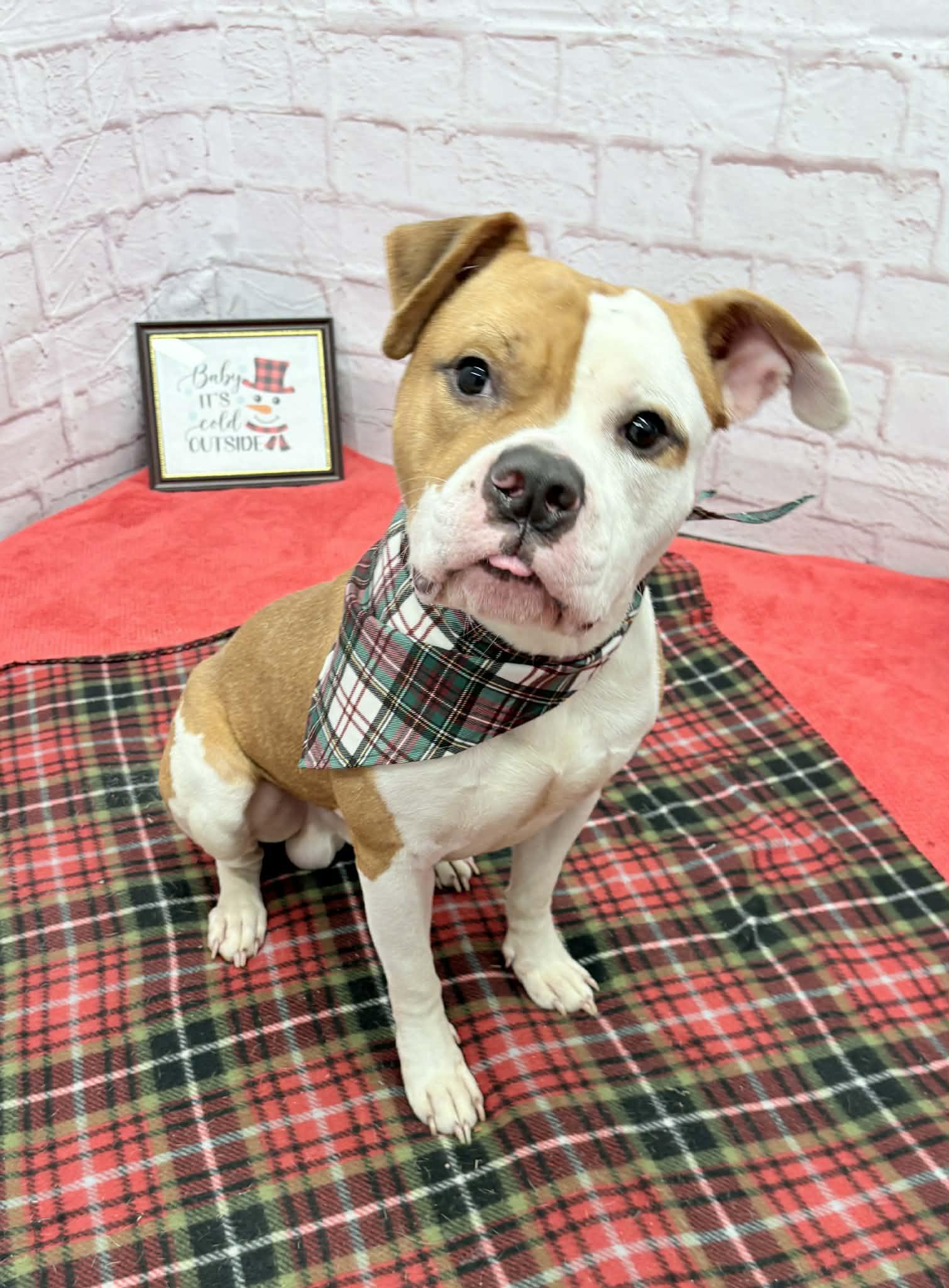 Apollo, a Adoptable mixed breed in Oxford, MI image 4/6