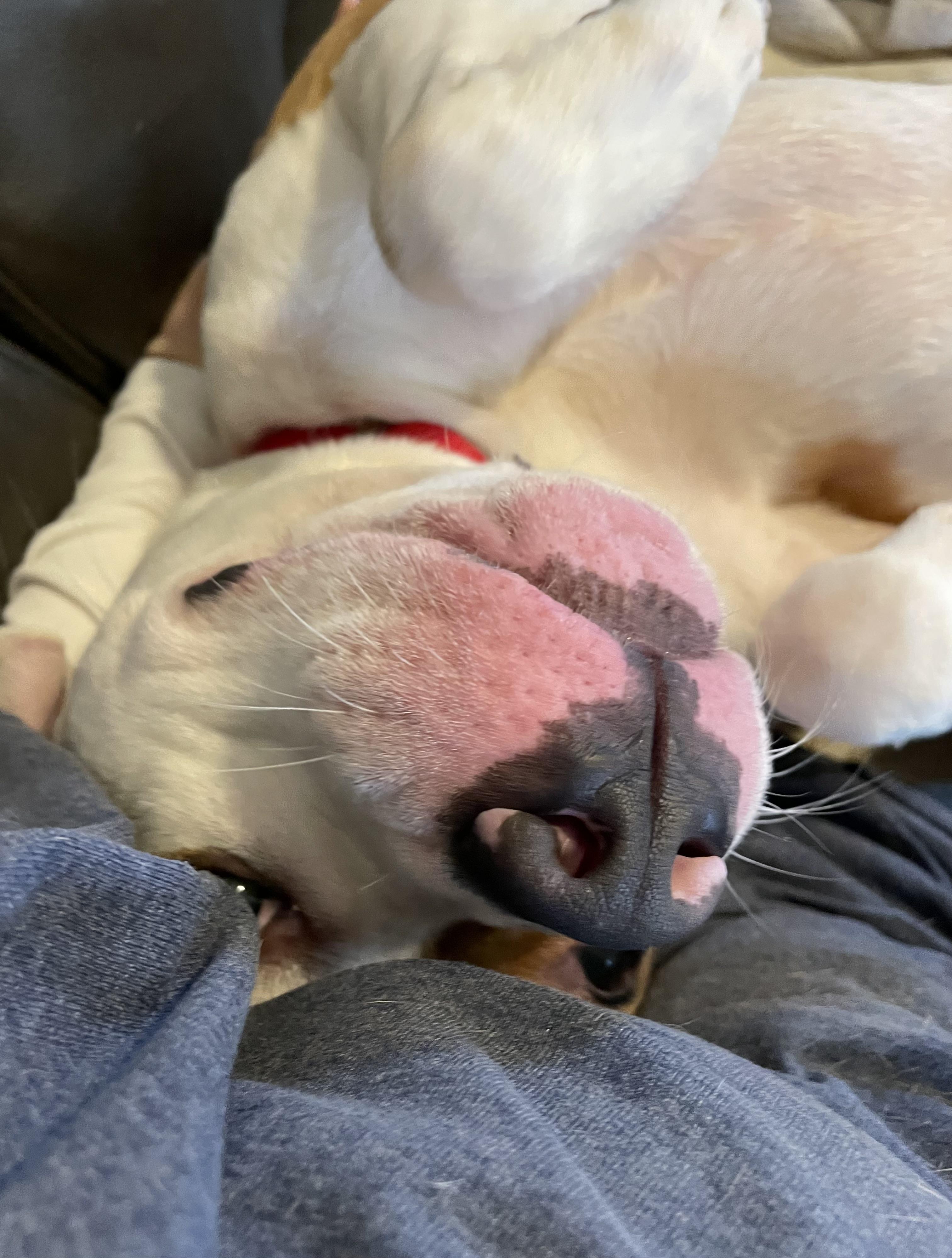 Apollo, a Adoptable mixed breed in Oxford, MI image 5/6