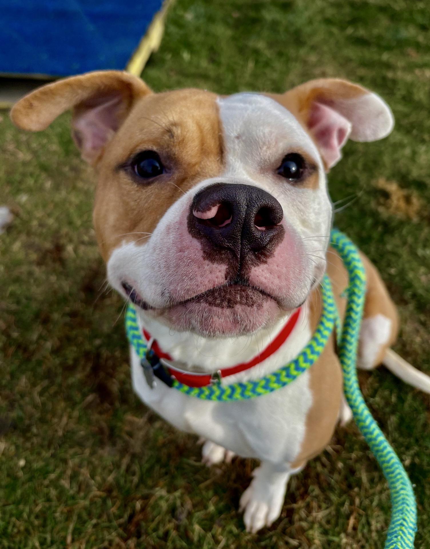 Apollo, Adoptable, Adult Male Pit Bull Terrier & Mixed Breed.