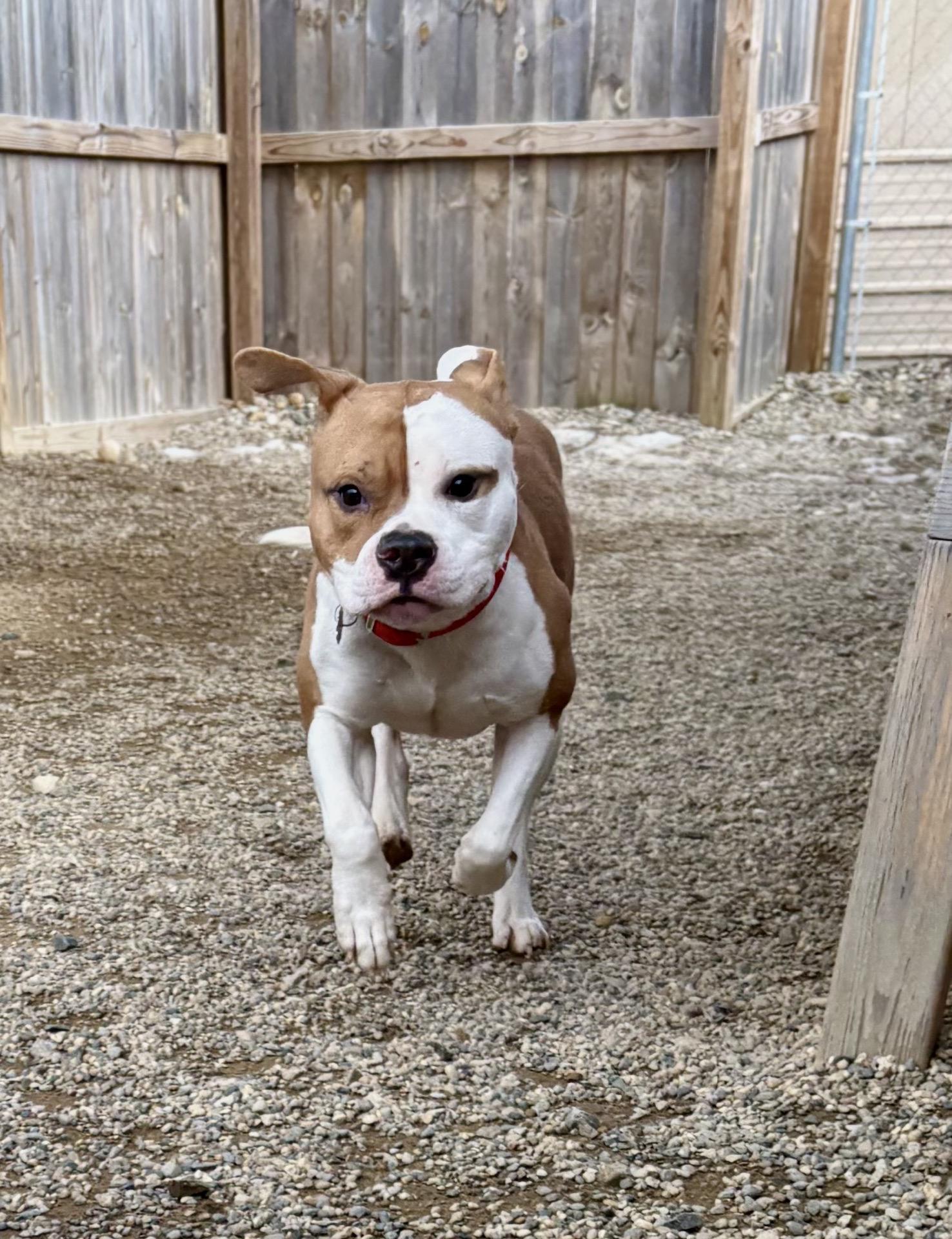Apollo, a Adoptable mixed breed in Oxford, MI image 3/6
