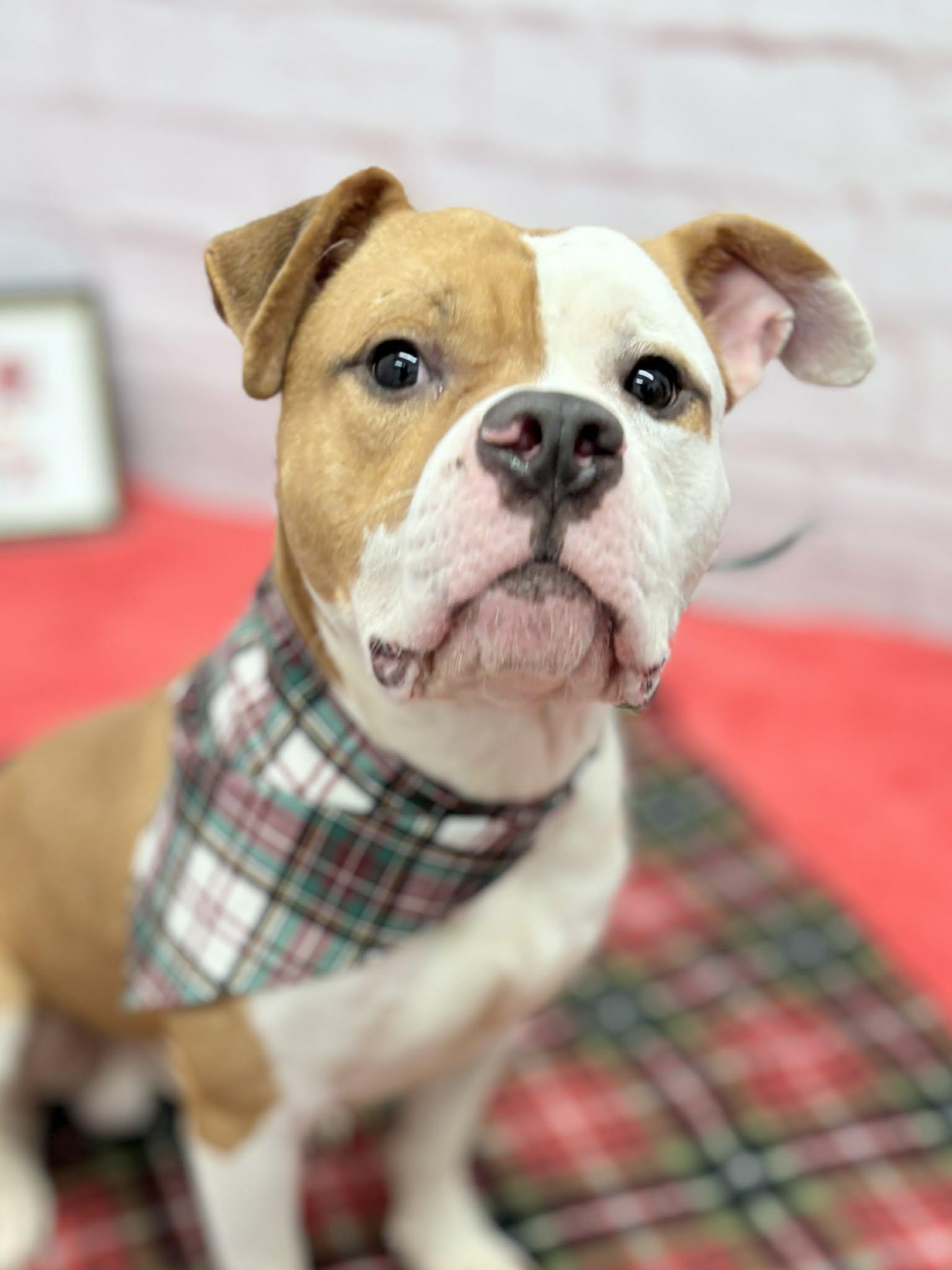 Apollo, a Adoptable mixed breed in Oxford, MI image 2/6