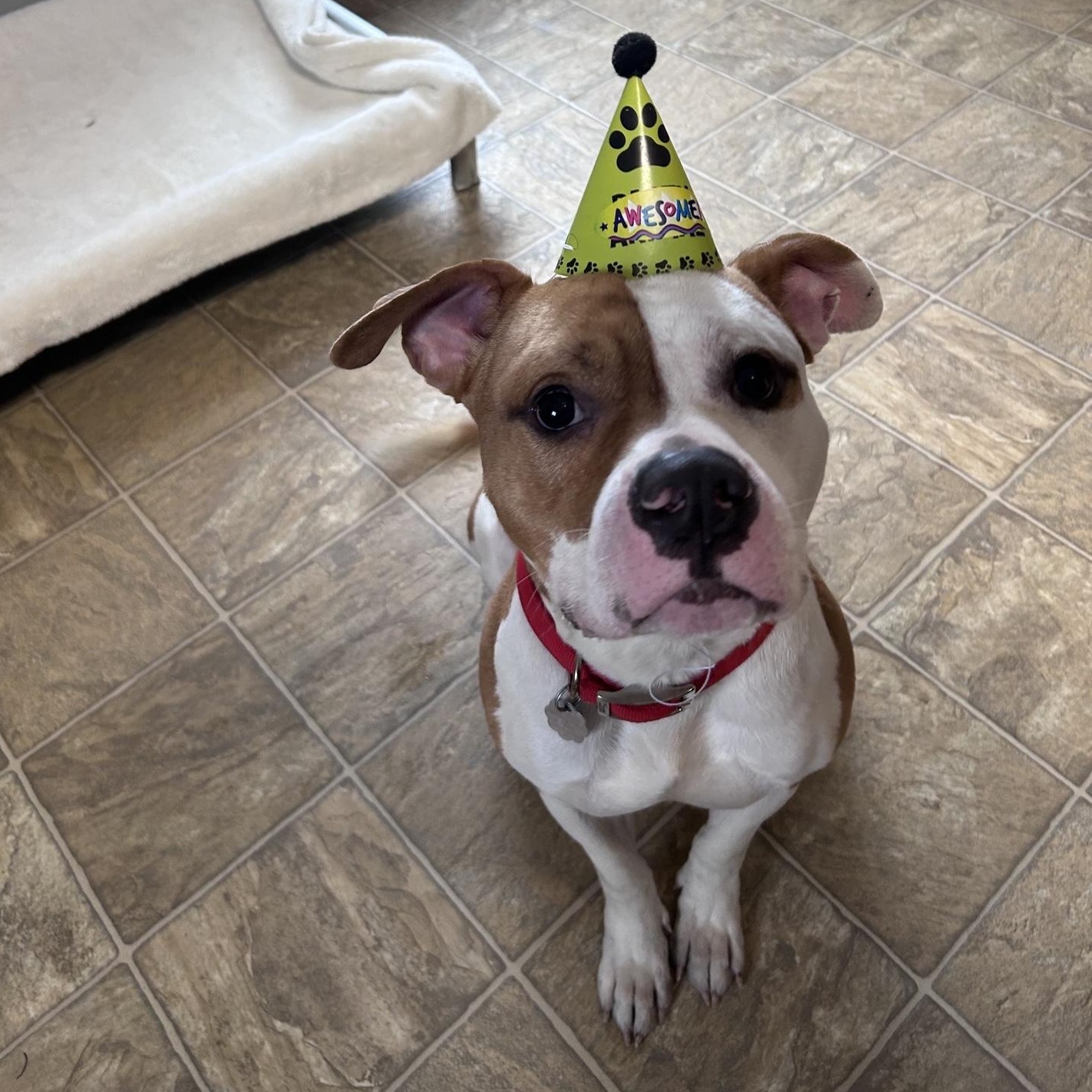 Enlarge Apollo, an adopted mixed breed in Oxford, MI image 6/6
