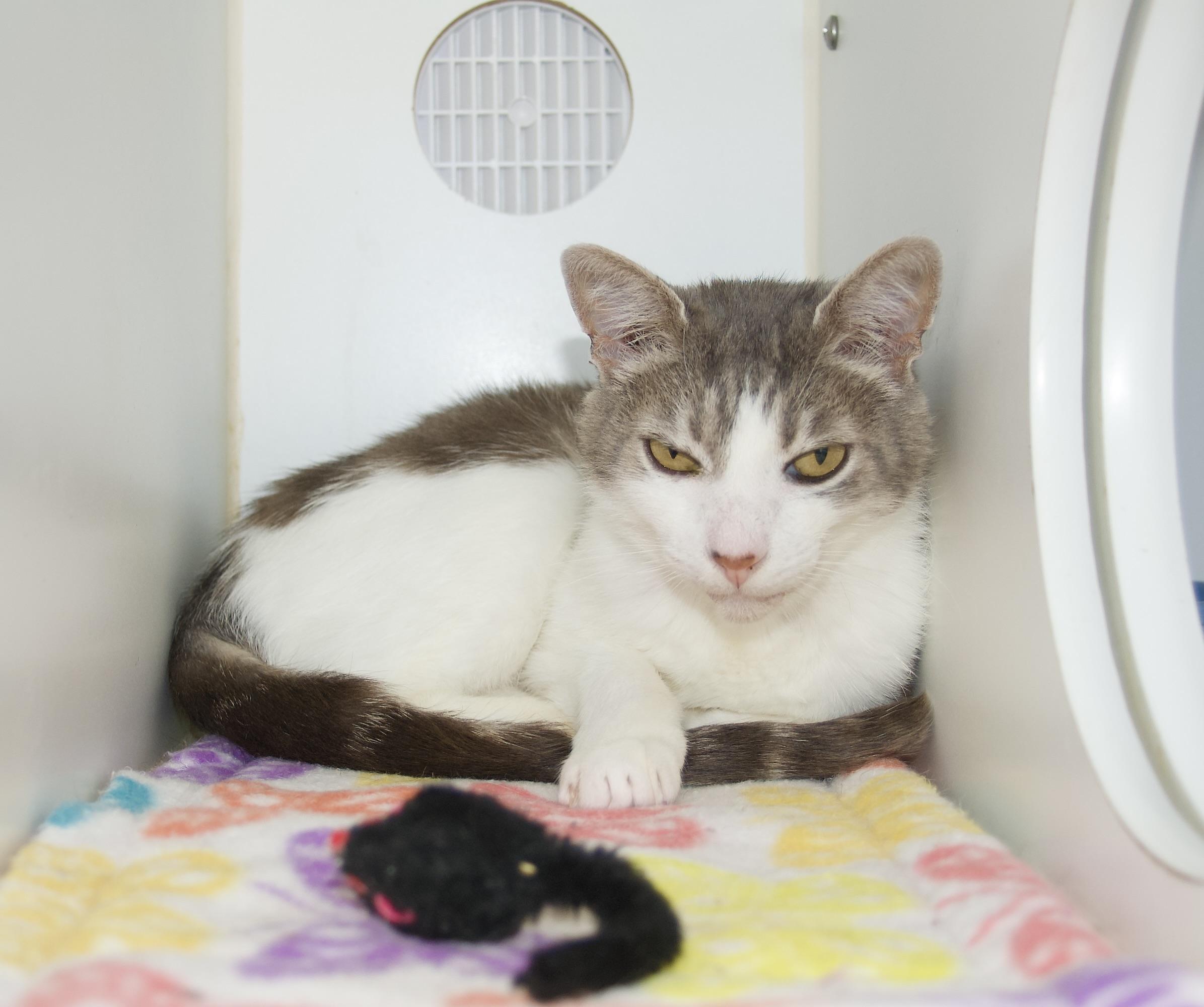 Soups came to us with foxtails in his eyes and very dehydrated but with love care and some extra 