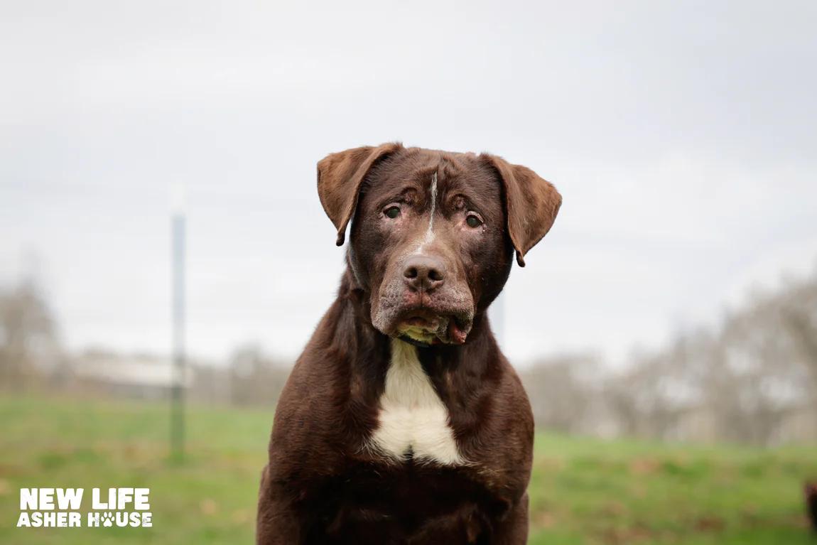 Lake, ADOPTABLE, Adult Male Chocolate Labrador Retriever & Pit Bull Terrier.