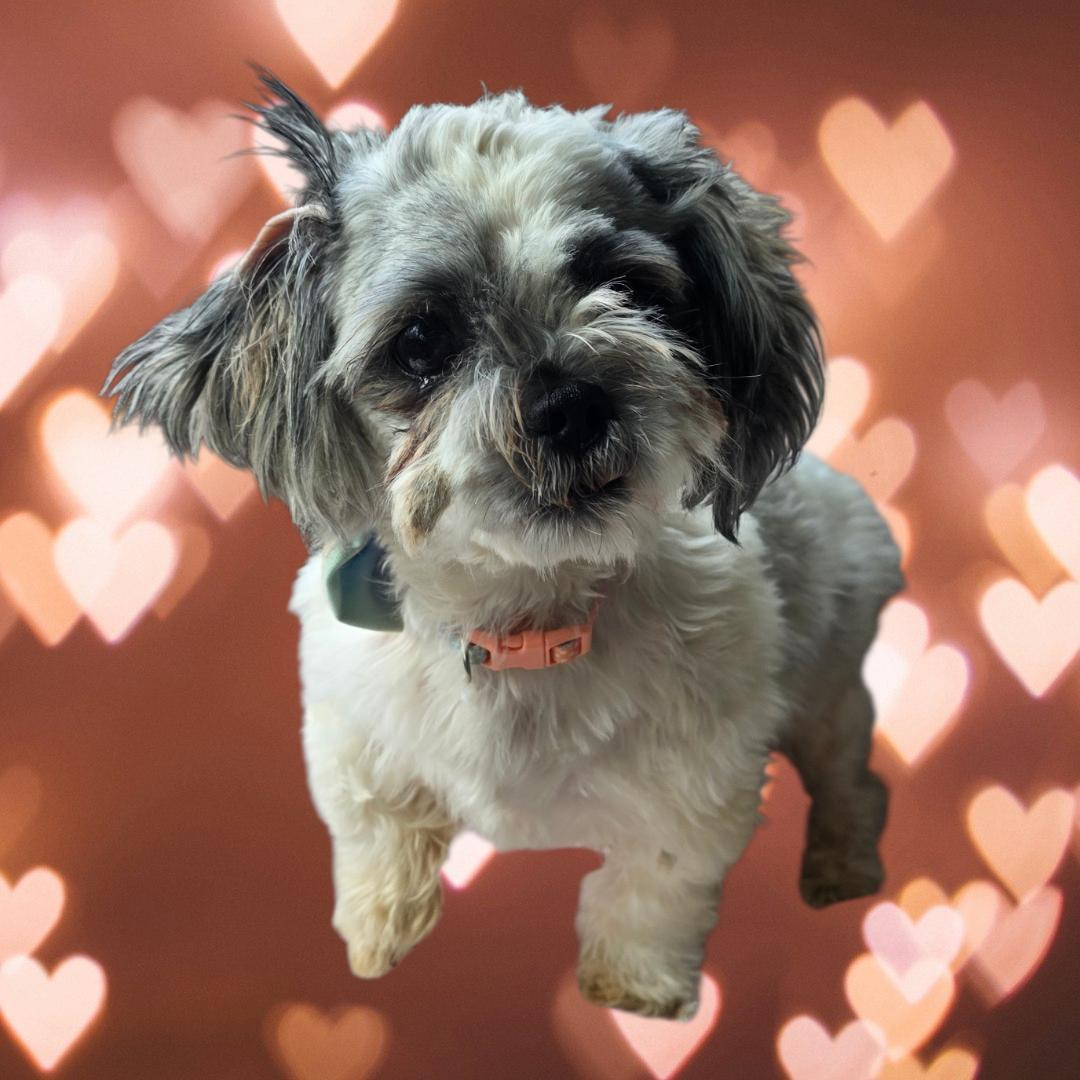 Enlarge Brandy, a ADOPTABLE Shih Tzu in Dallas, GA image 2/2