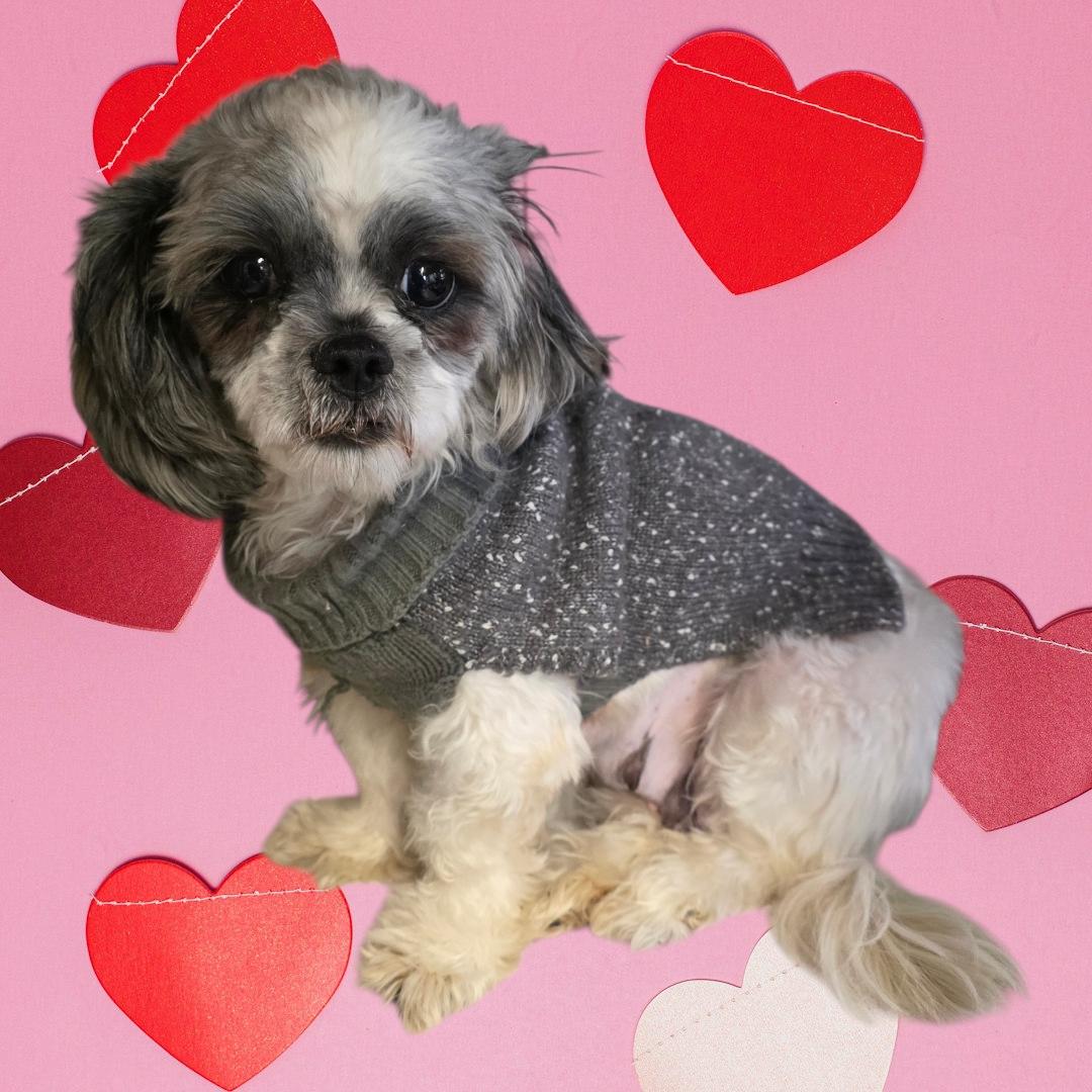 Brandy, ADOPTABLE, Adult Female Shih Tzu.