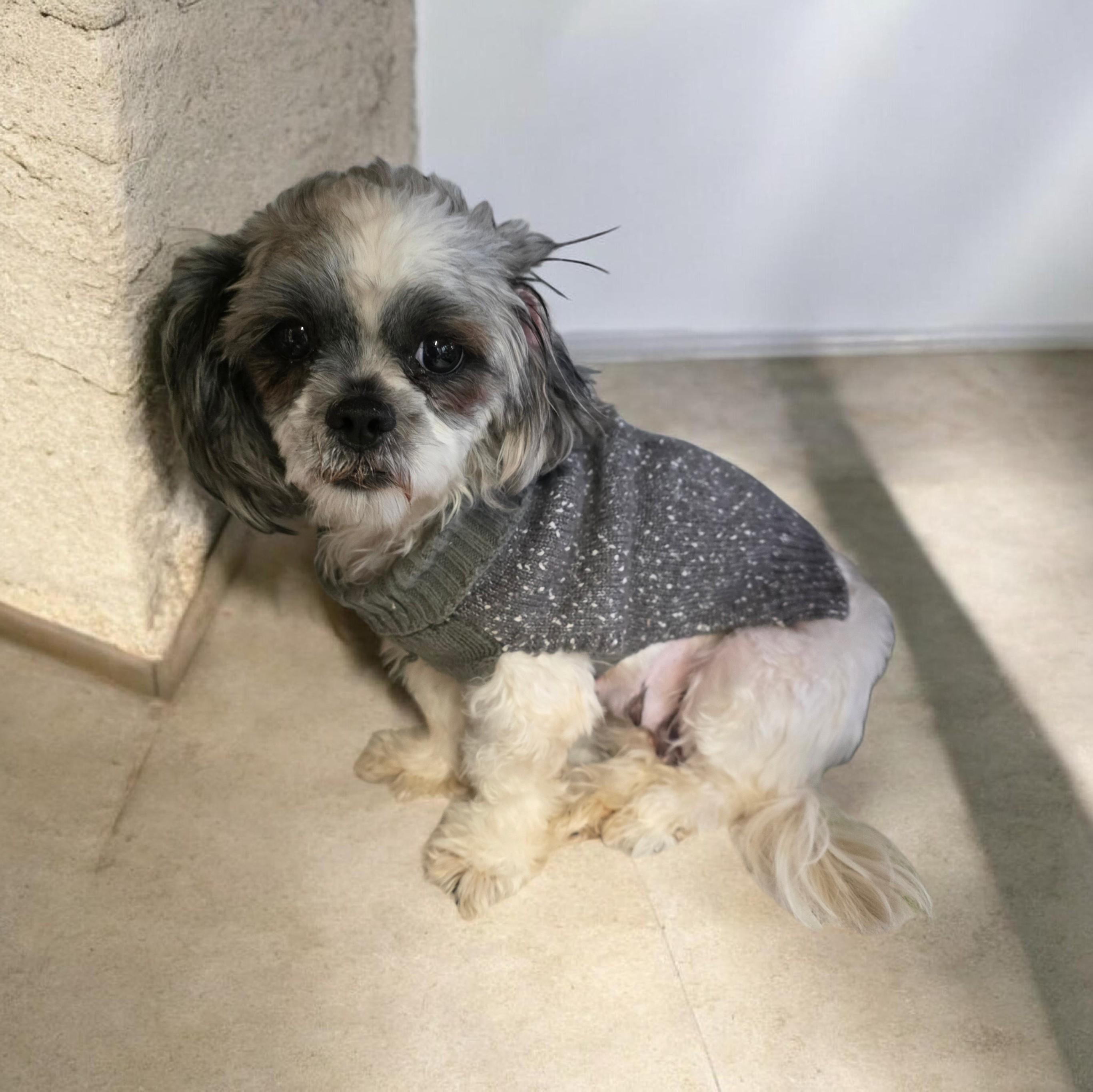 Brandy, ADOPTABLE, Adult Female Shih Tzu.