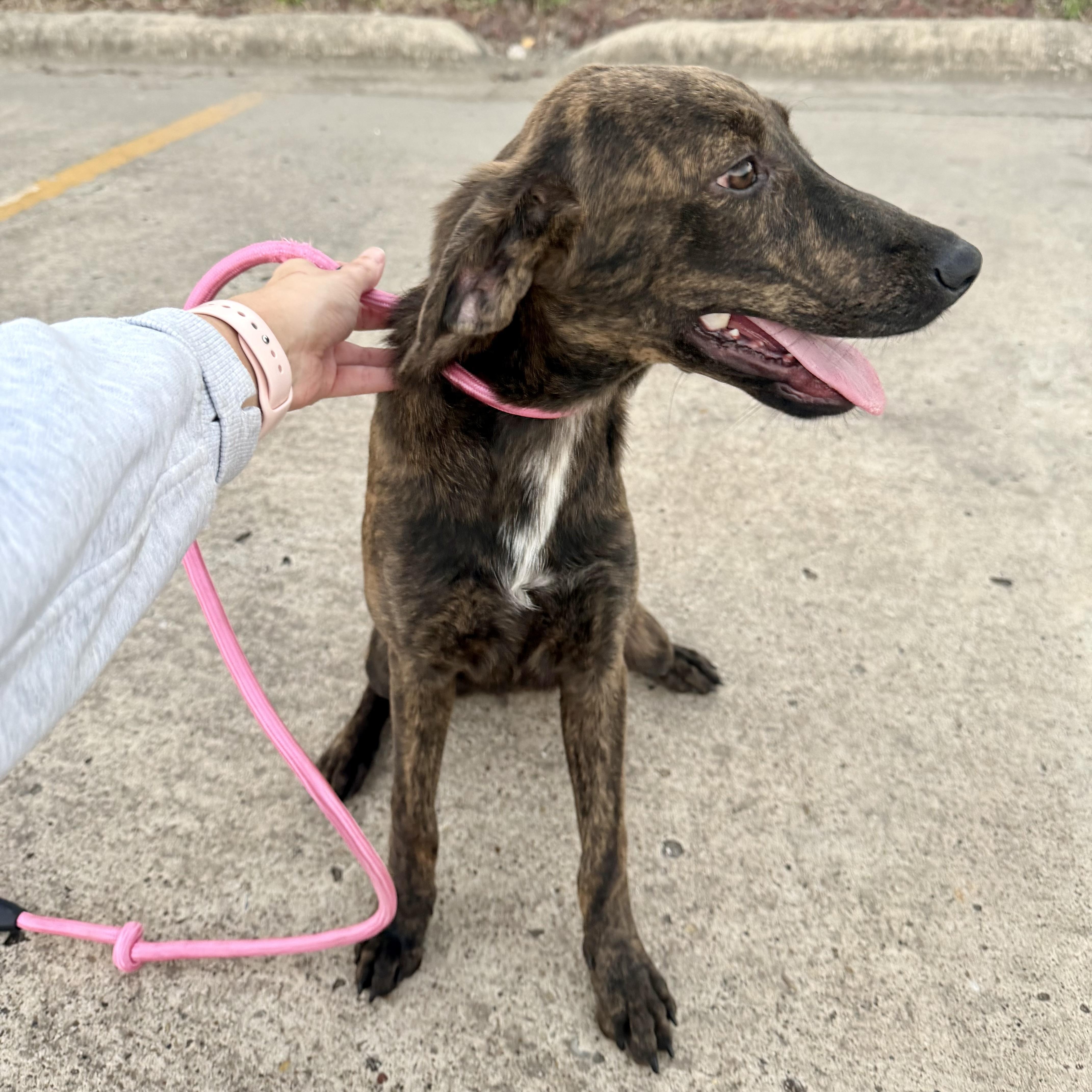 Enlarge Andi, a Adoptable mixed breed in Minneapolis , MN image 5/5