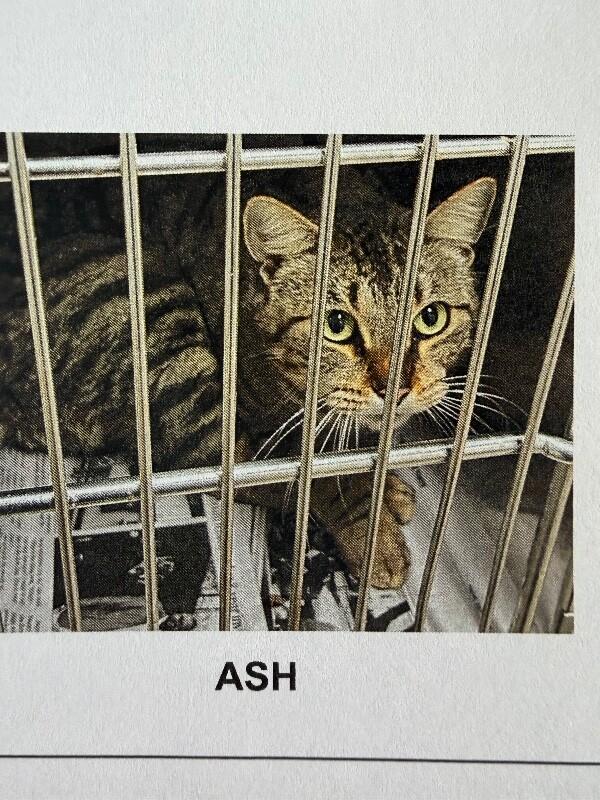 Ash, Adoptable, Adult Male Domestic Short Hair.