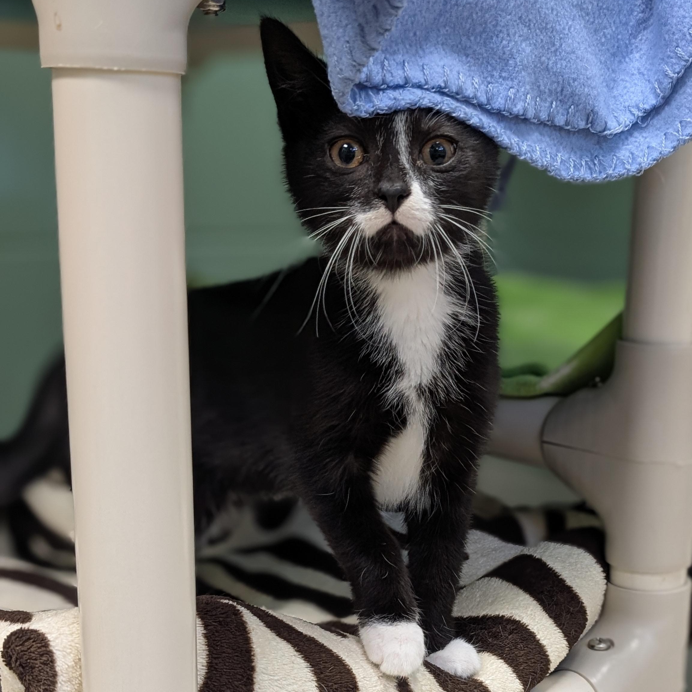 Wednesday, an adopted Domestic Short Hair in Jefferson, WI image 2/3