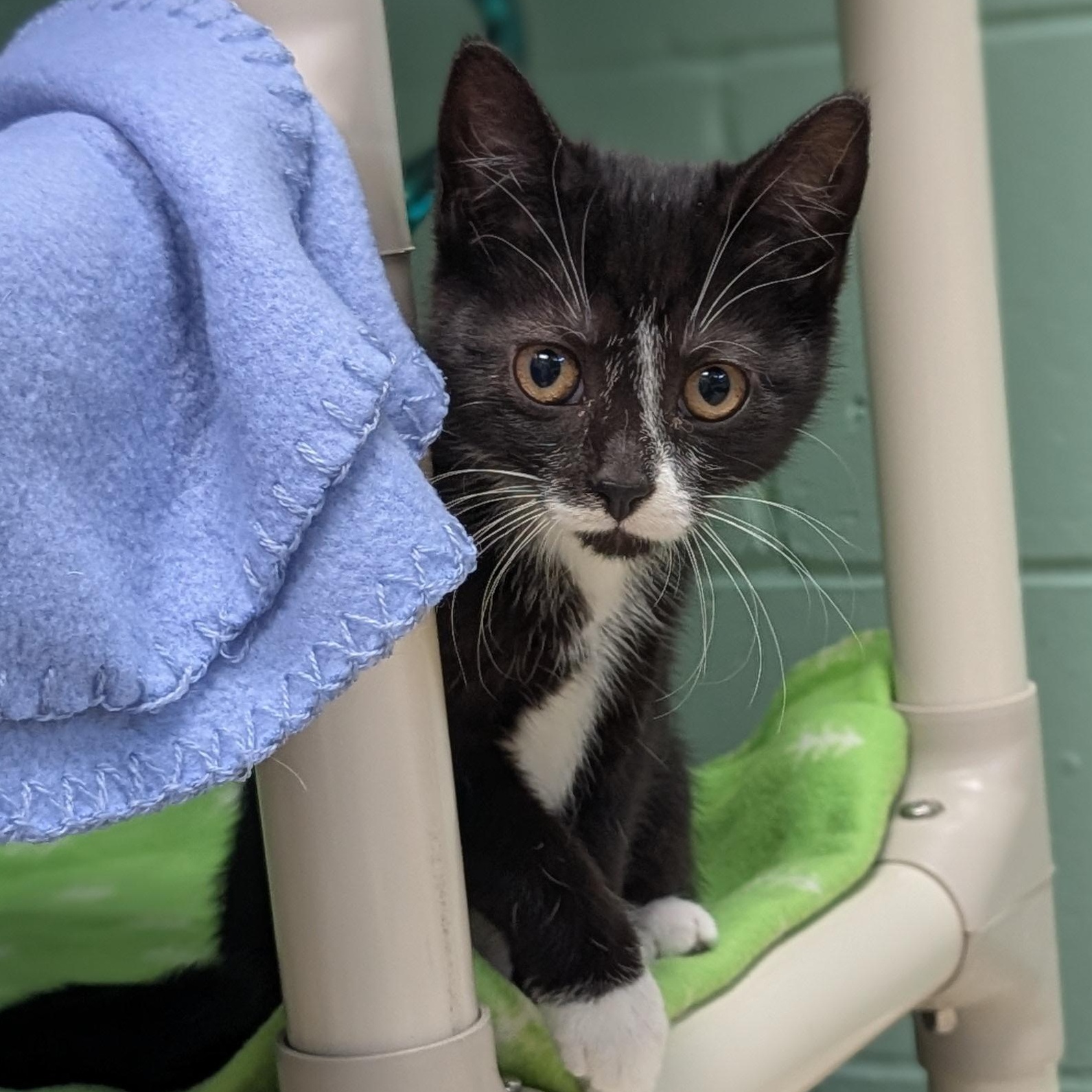 Wednesday, an adopted Domestic Short Hair in Jefferson, WI image 3/3