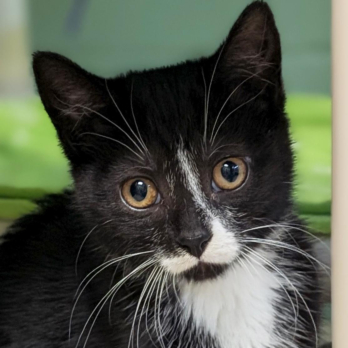 Wednesday, adopted, Kitten Female Domestic Short Hair.