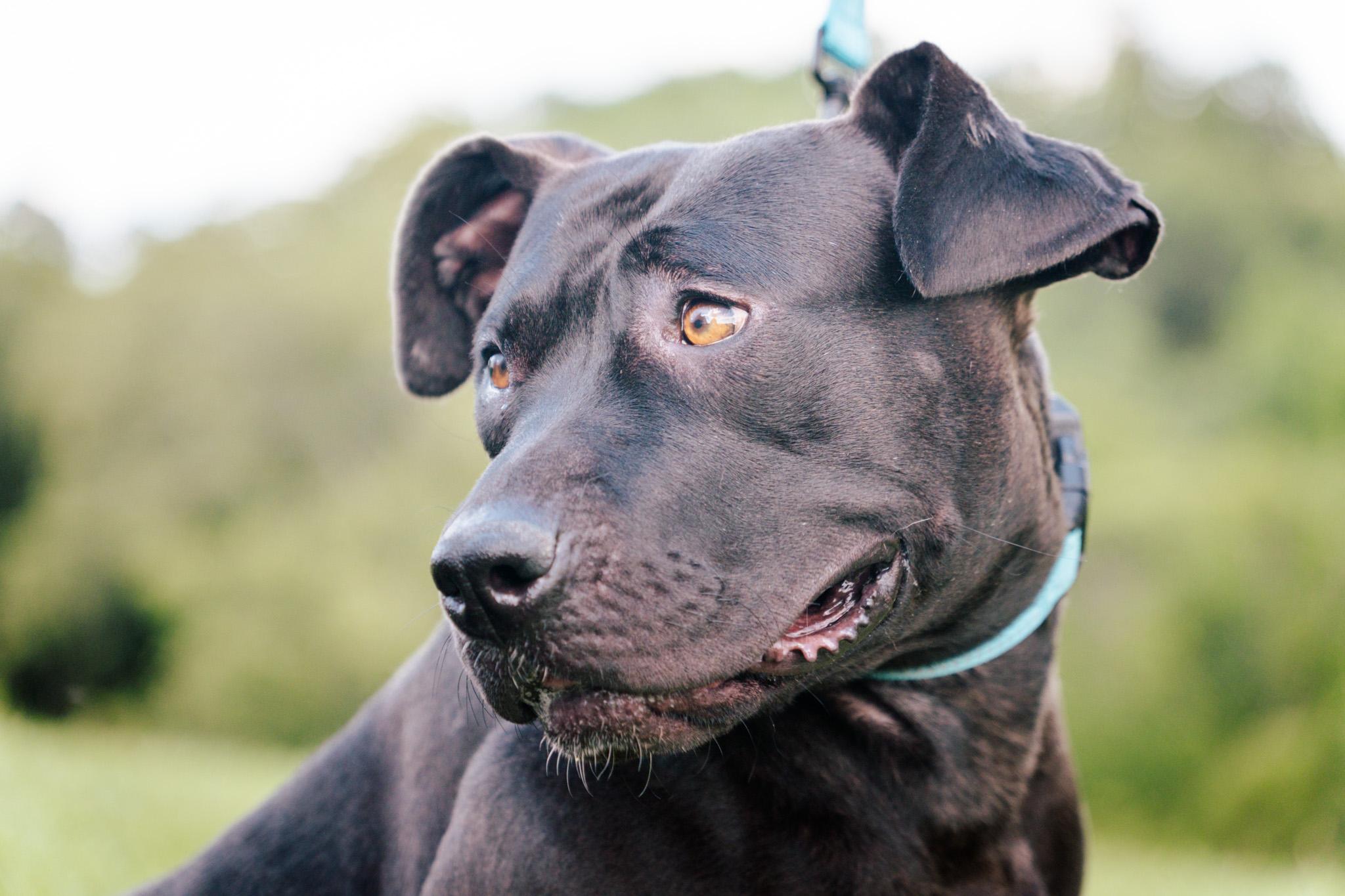 Karen, Young Female Black Labrador Retriever