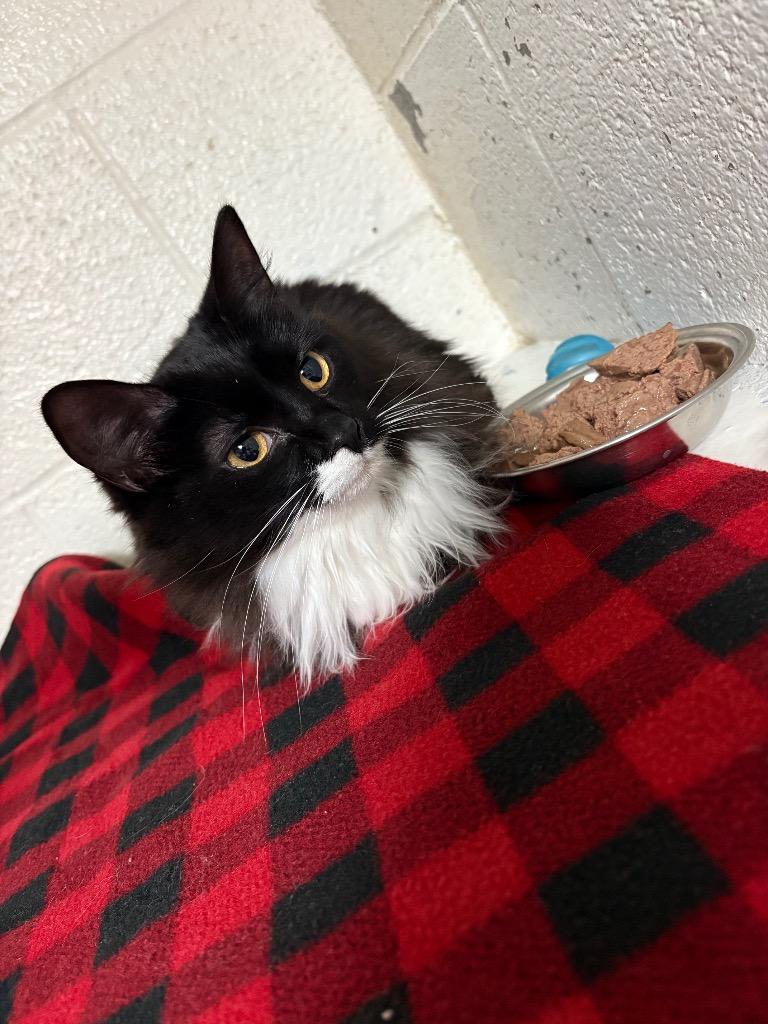 Bebe, Adopted, Young Male Domestic Short Hair.