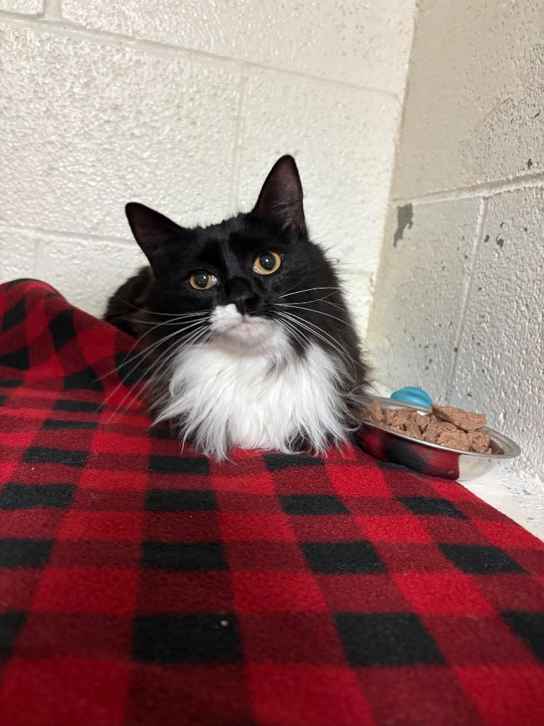 Bebe, a Adopted mixed breed in Ada, OK image 2/2