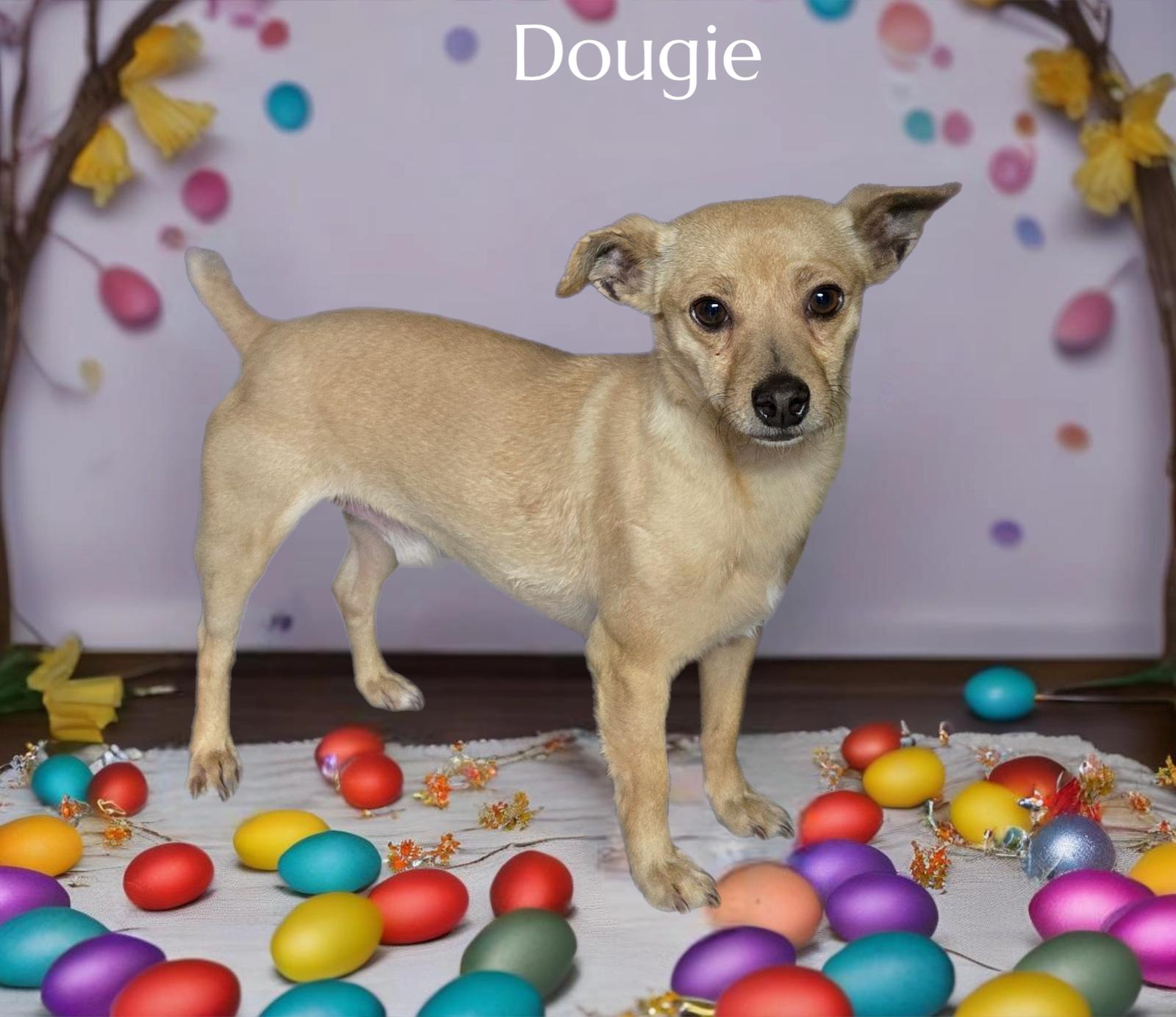 Enlarge Dougie, a Adoptable Chihuahua in Phelan, CA image 2/3