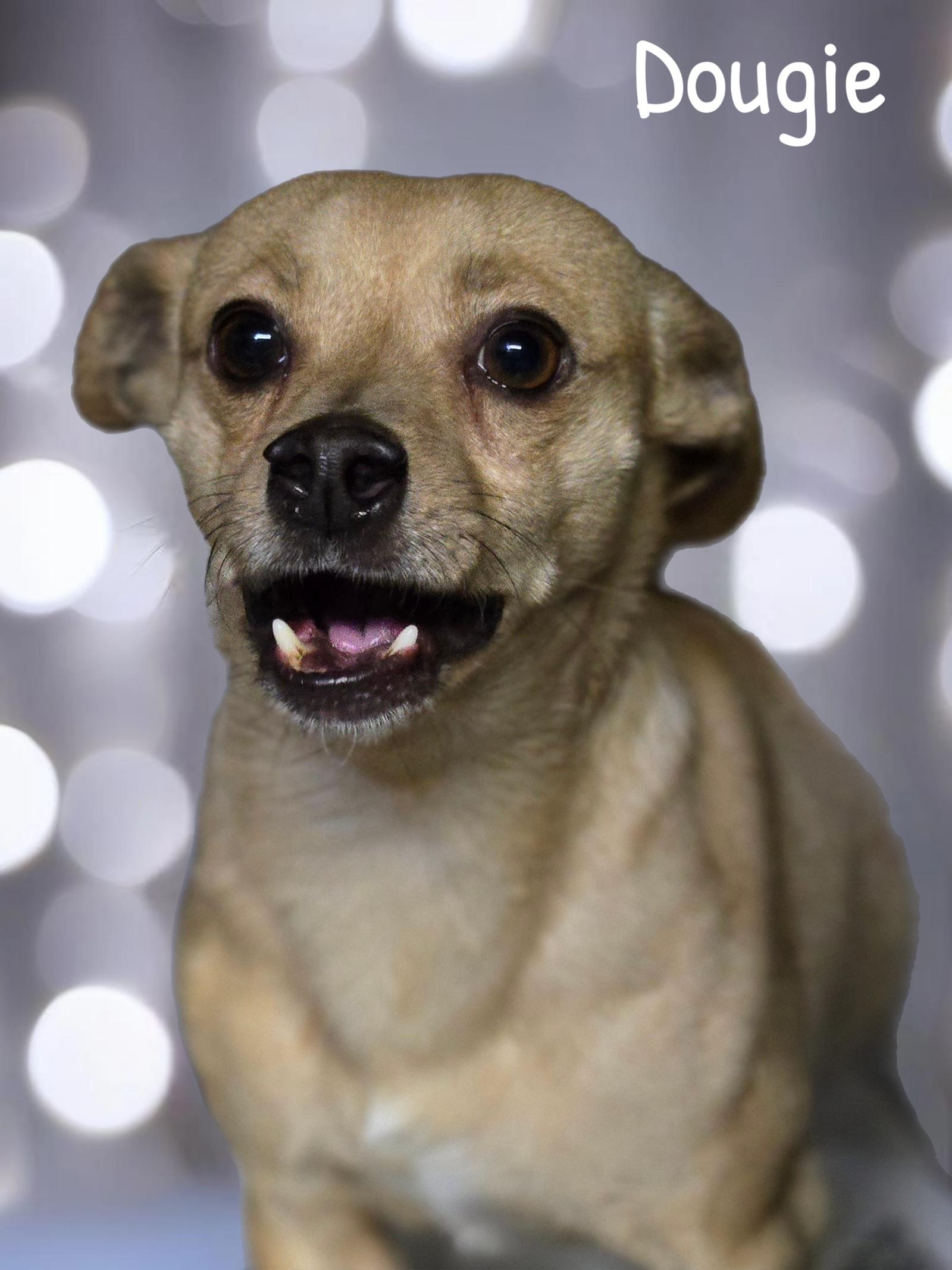Enlarge Dougie, a Adoptable Chihuahua in Phelan, CA image 3/3