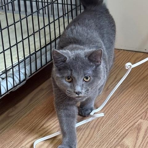 Enlarge JERRY, an adopted Japanese Bobtail in Millerstown, PA image 4/5