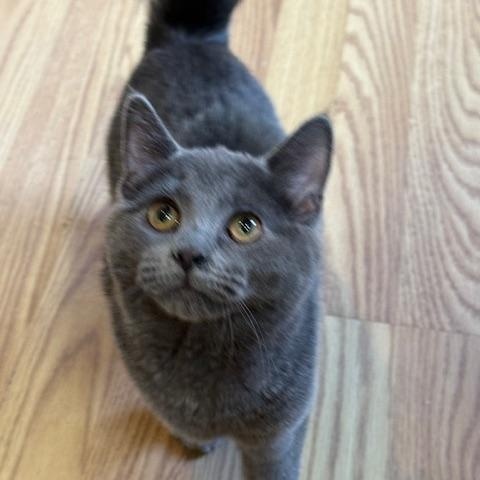 Enlarge JERRY, an adopted Japanese Bobtail in Millerstown, PA image 3/5