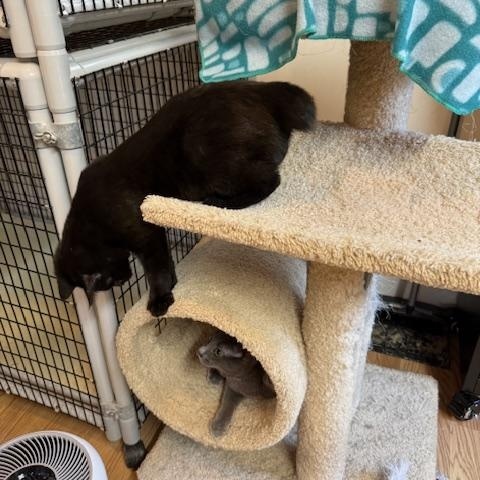 Enlarge JERRY, an adopted Japanese Bobtail in Millerstown, PA image 5/5