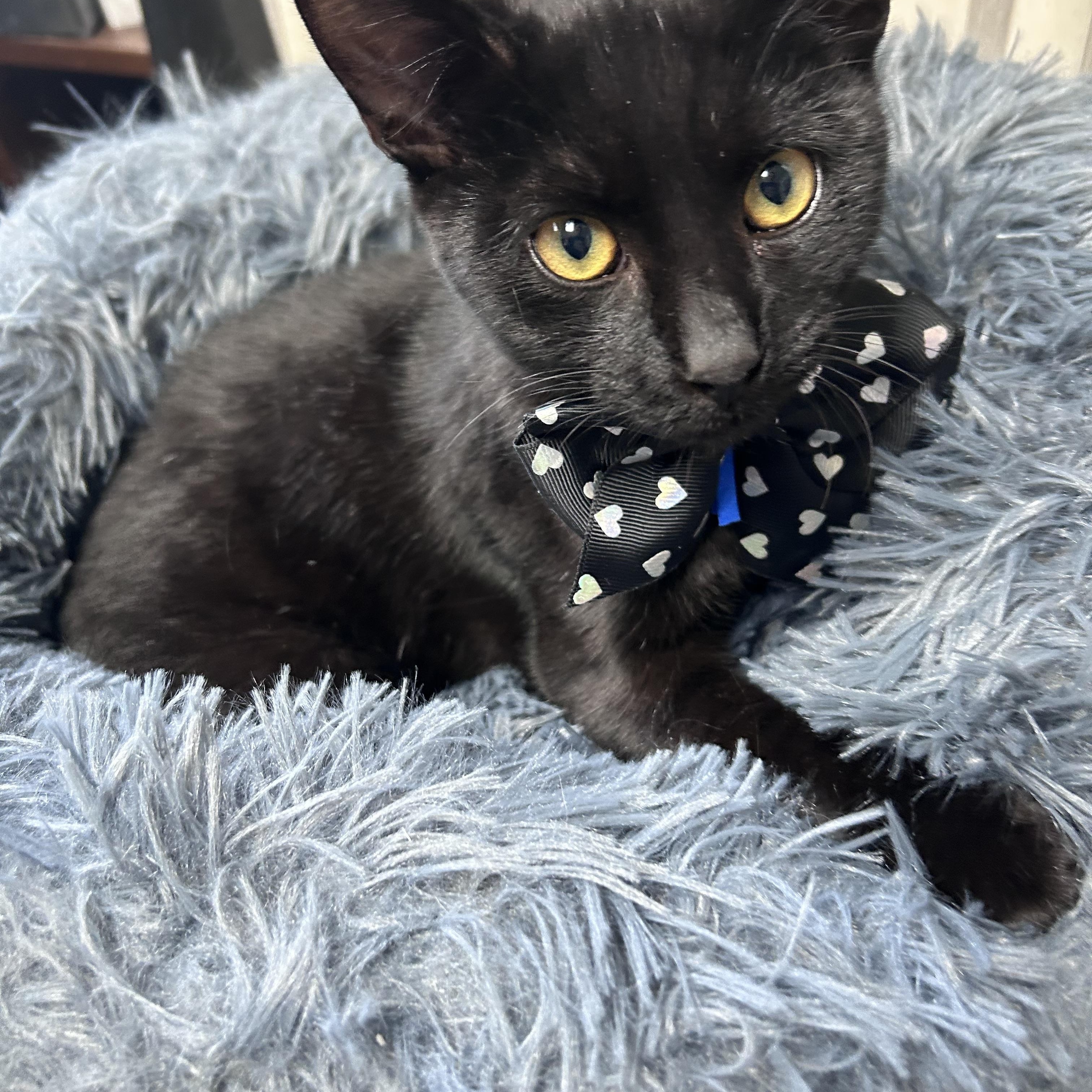 Enlarge Draco, an adopted Domestic Short Hair in Greensboro, NC image 2/6