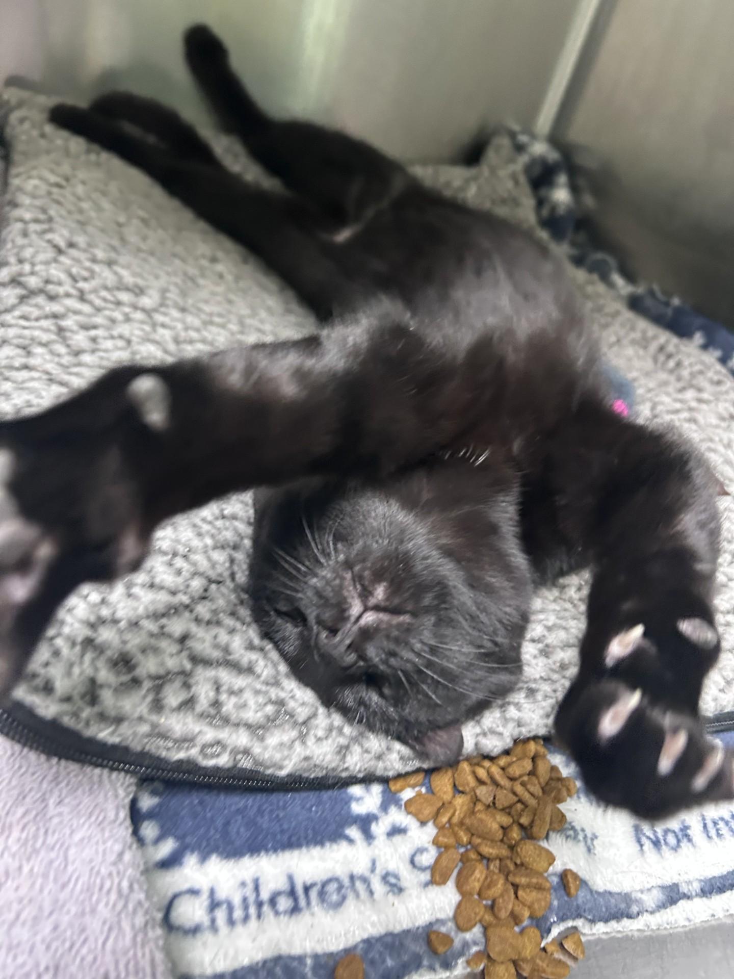 Enlarge Draco, an adopted Domestic Short Hair in Greensboro, NC image 3/6