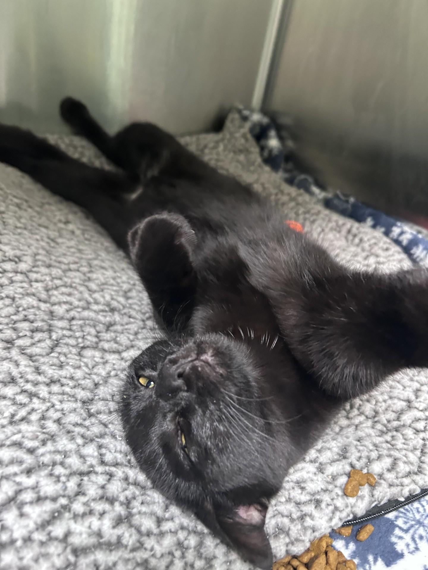 Enlarge Draco, an adopted Domestic Short Hair in Greensboro, NC image 6/6